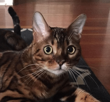 Pets Inc Vancouver Cat Sitting & In Home Animal Nursing