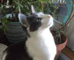 Pets Inc Vancouver Cat Sitting & In Home Animal Nursing