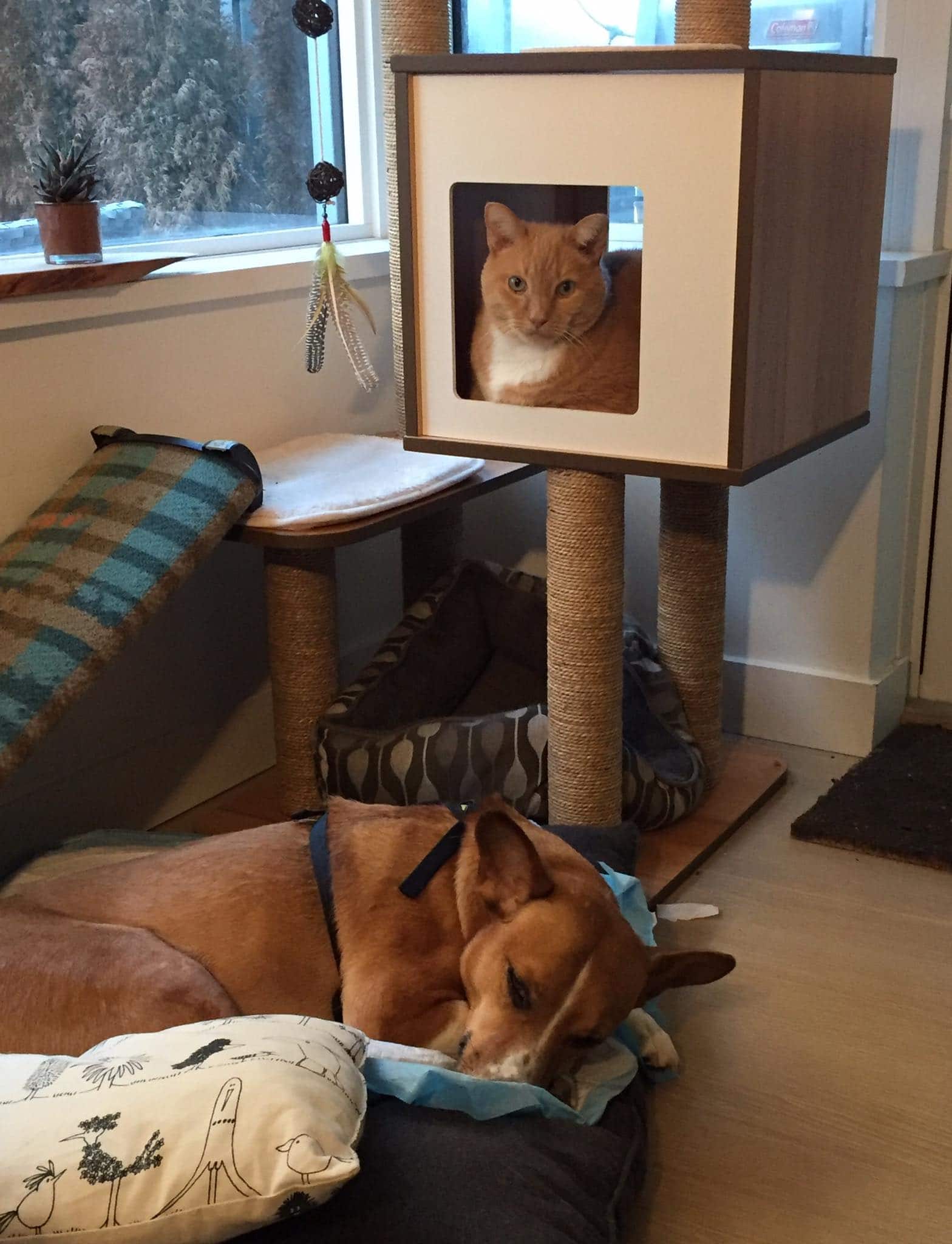 Pets Inc Vancouver Cat Sitting & In Home Animal Nursing