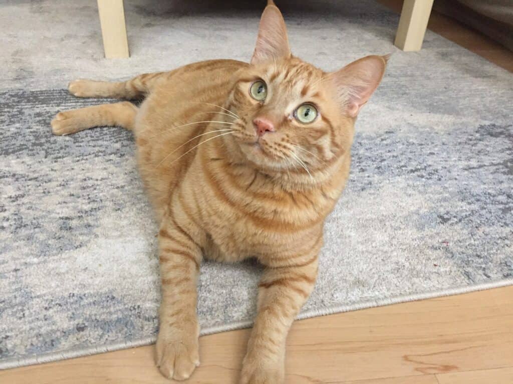 Pets Inc Vancouver Cat Sitting & In Home Animal Nursing